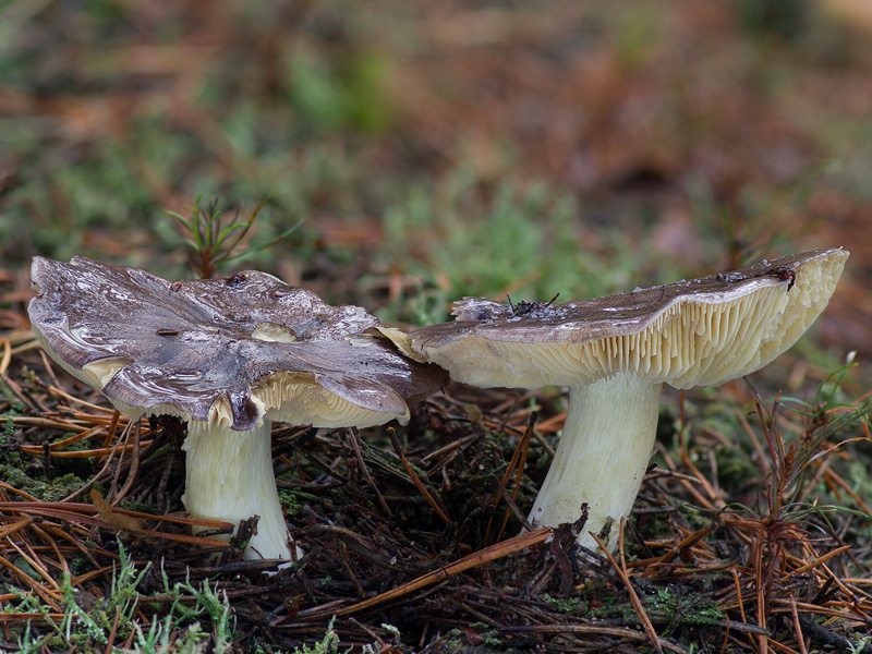 Tricholoma portentosum